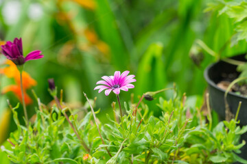 Close up of Flowers.