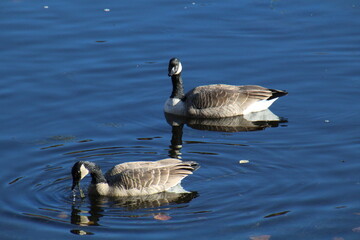 Fototapeta premium Geese On The Water, Gold Bar Park, Edmonton, Alberta