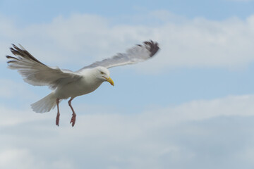 Seagull in Wales