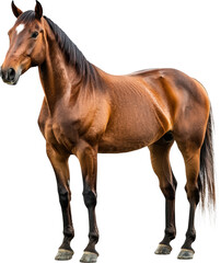Obraz premium Brown horse standing