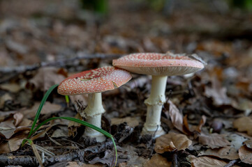 Amanita Muscaria, Fly Agaric, Fly amanita. Red Poisonous Mushroom in the forest.