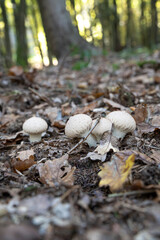 Lycoperdon perlatum, the common puffball, warted puffball, gem-studded puffball, wolf farts or the devil's snuff-box mushroom.
