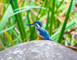 Common Kingfisher waiting for the hunt