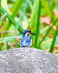 Common Kingfisher waiting for the hunt