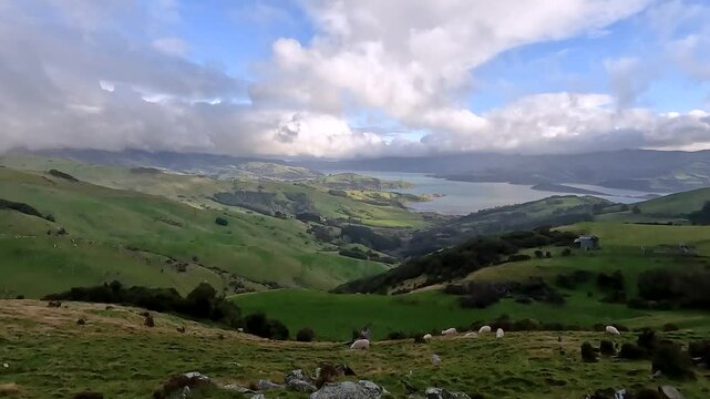 Akaroa Harbour and Onawe Track : Scenic Views of Rolling Hills and Rocky Coastline in Banks Peninsula, New Zealand