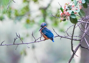 Common Kingfisher waiting for the hunt