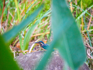 Common Kingfisher waiting for the hunt
