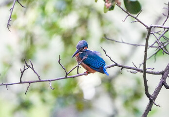 Common Kingfisher waiting for the hunt