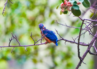 Common Kingfisher waiting for the hunt