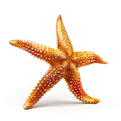 star fish. star fish on a white background. 