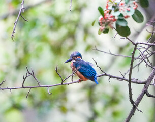 Common Kingfisher waiting for the hunt