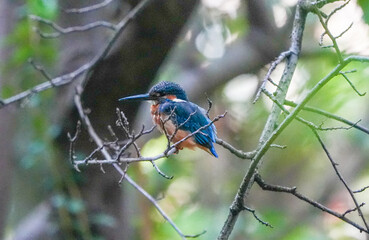 Common Kingfisher waiting for the hunt