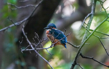 Common Kingfisher waiting for the hunt