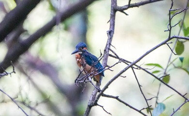 Common Kingfisher waiting for the hunt