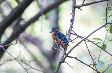 Common Kingfisher waiting for the hunt