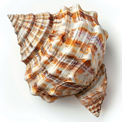 sea snail. sea snail on white background. sea shell on white background