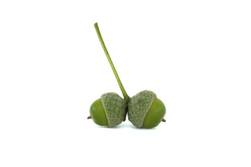Close-up of green acorns with stems isolated on white background