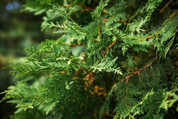 Thuja occidentalis also known as northern white-cedar, eastern white-cedar or arborvitae growing in...