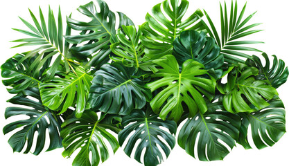 Lush green tropical leaves