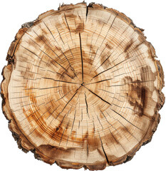 Closeup of a tree trunk