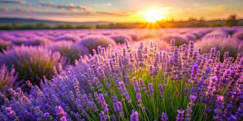 Naklejka premium A vibrant field of lavender blooms bathed in the warm glow of a setting sun, showcasing nature's beauty and tranquility.