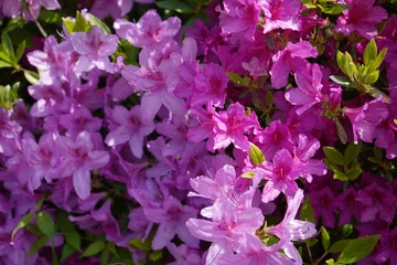 Fototapeten Azalee pink and white flowers  © 정 재인