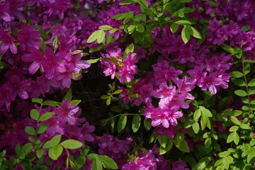 Fototapeten Azalee pink flowers in the garden  © 정 재인