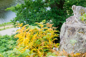 Countryside in Bradgate Park UK