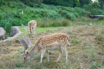 Deer's in Bradgate Park in the UK.