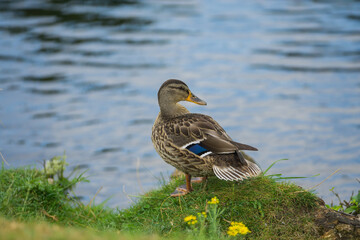 Ducks in Bradgate Park in the UK.