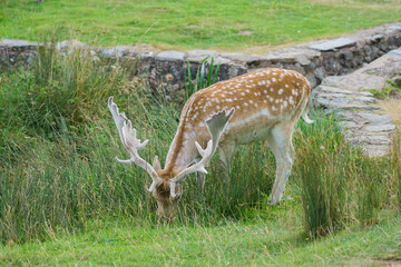 Deer's in Bradgate Park in the UK.