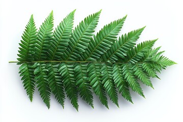 Green fern frond on white