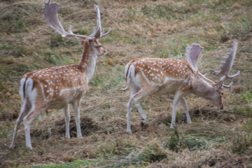 Fototapeta premium Deer's in Bradgate Park in the UK.