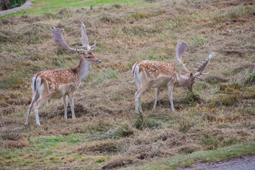 Deer's in Bradgate Park in the UK.