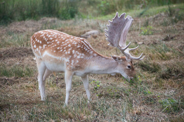 Deer's in Bradgate Park in the UK.