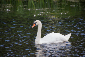 Swans swimming in a river, Bradgate Park UK.
