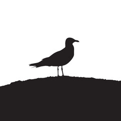Obraz premium A seagulls silhouette