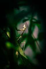 preying mantis