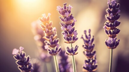 Vibrant field of lavender swaying gently in the spring breeze