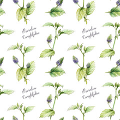 Psoralea corylifolia plant seamless pattern. Watercolor vintage style illustration. Hand drawn organic Bakuchiol heathy herb natural retinol element. Psoralea medicinal plant seamless pattern