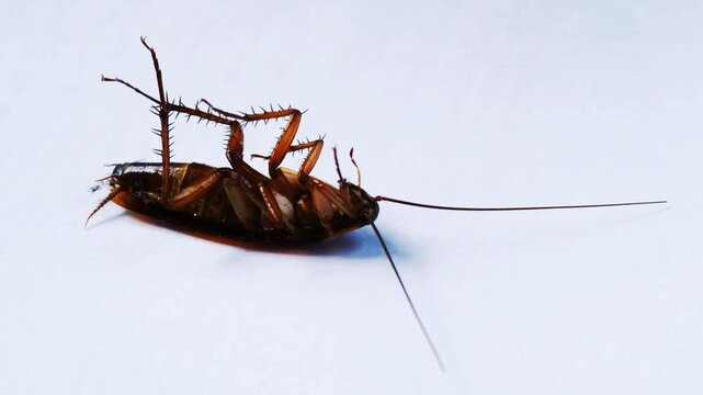 cockroach dead, loop background animation