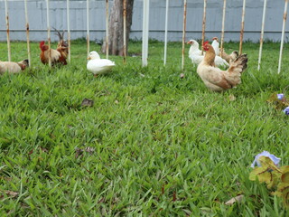 rooster and hens on the farm design for abundance and lifestyle concept