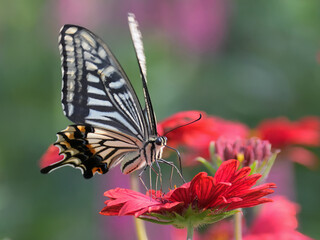 An asian swallowtail butterfly is perched on a red flower　and sucking honey 
