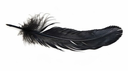 Single black feather isolated