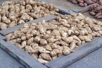 pile of freshly harvested cassava