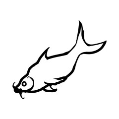 Fototapeta premium Pangas fish