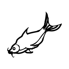 Pangas catfish