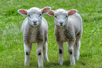 Cute Images - Two adorable lambs standing together in a green field.