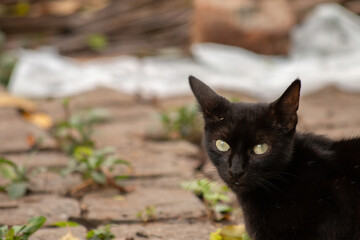 Gato preto olhando pra frente