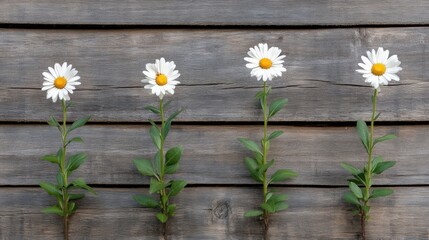 Obraz premium A row of cheerful daisies flourish against a rustic wooden wall, showcasing their delicate flowers in a vibrant spring display